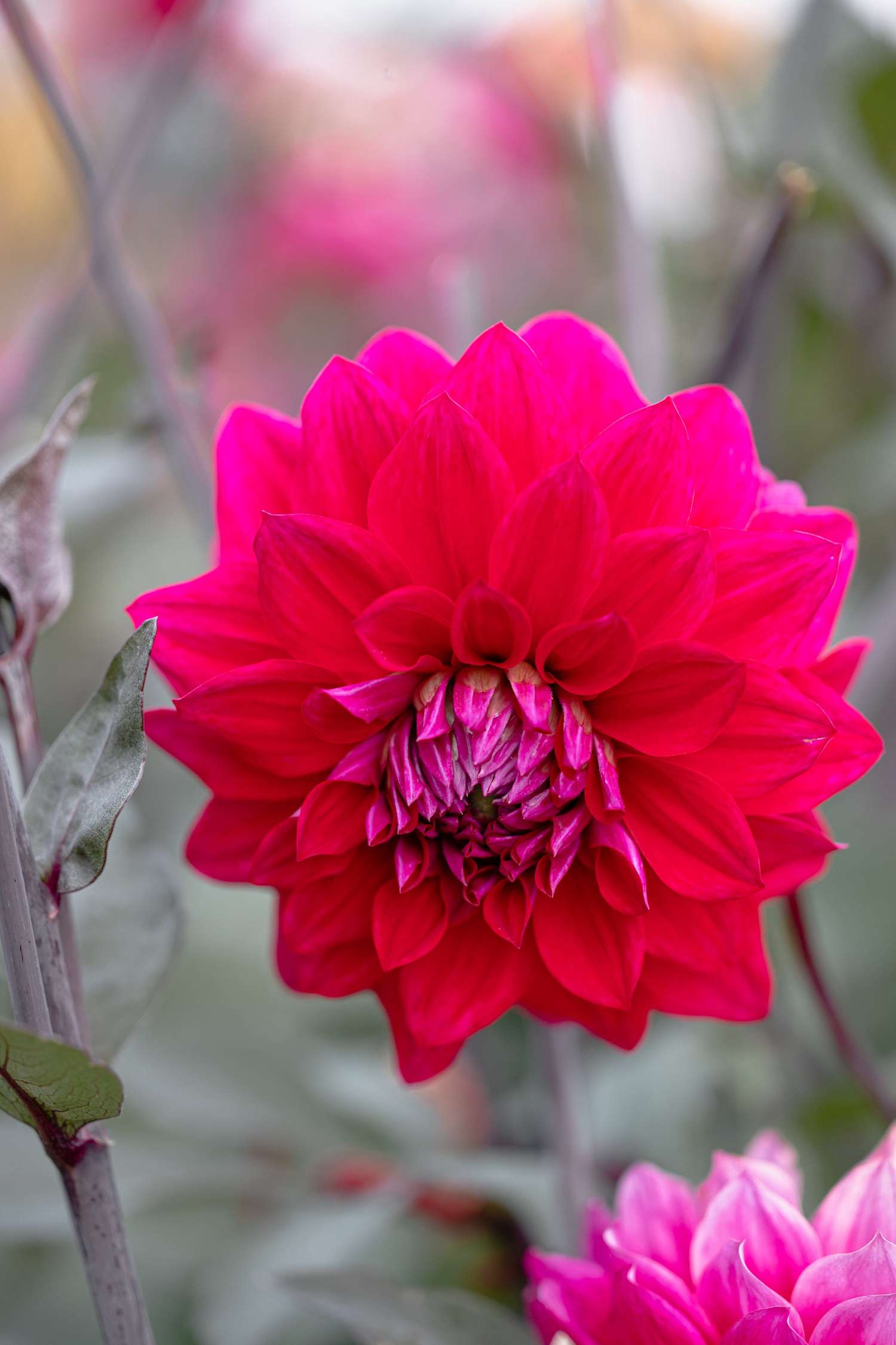 Dahlia 'Engelhardts Matador'